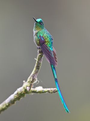 Long-tailed Sylph (male)
