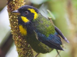 Golden-ringed Tanager