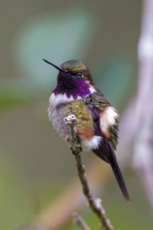 Purple-throated Woodstar (male)