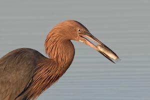 Redish Egret : "eye-to-eye"