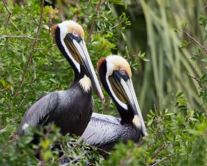 Brown Pelicans on nest