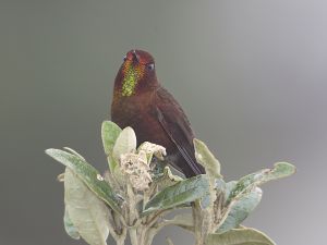 Coppery Metaltail (male)