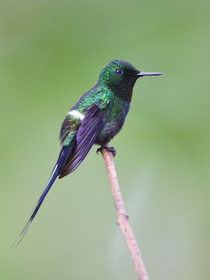 Green Thorntail (Male)