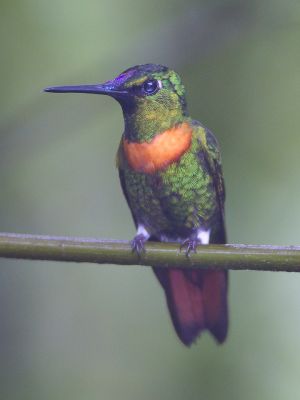 Gould's Jewelfront (male)