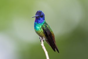 Golden-tailed Sapphire (male)