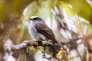 Crowned Chat-tyrant
