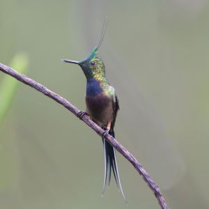 Wire-crested Thorntail (male)