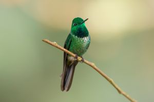 Rufous-vented Whitetip (male)