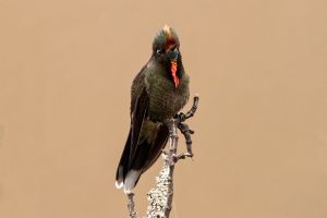 Rainbow-bearded Thornbill (male)