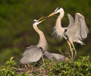 Great Blue Herons at Nest