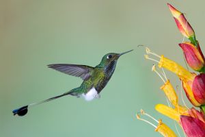 Booted Racket-tail (male)